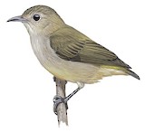 Plain Flowerpecker Illustration