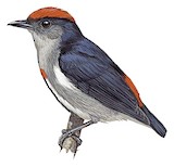 Crimson-crowned Flowerpecker Illustration