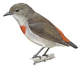 Ashy Flowerpecker Illustration