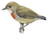 Olive-crowned Flowerpecker Illustration