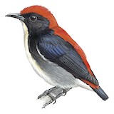 Scarlet-backed Flowerpecker Illustration