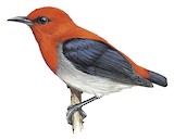 Scarlet-headed Flowerpecker Illustration