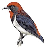 Black-fronted Flowerpecker Illustration