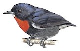 Grey-sided Flowerpecker Illustration