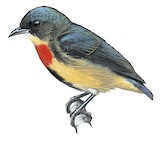 Fire-breasted Flowerpecker Illustration