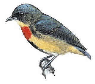 Fire-breasted Flowerpecker