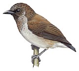 Mottled Flowerpecker Illustration