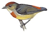 Louisiade Flowerpecker Illustration