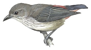 Dicaeum keiense fulgidum