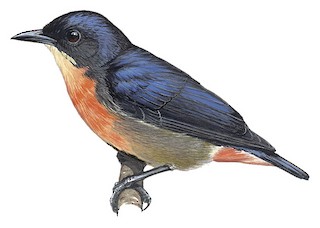 Dicaeum keiense keiense