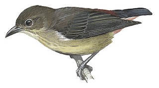 Illustration of Female - Mistletoebird (Aru)