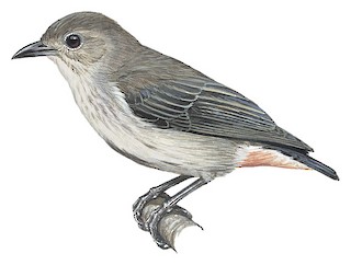 Dicaeum hirundinaceum hirundinaceum-