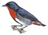 Mistletoebird Illustration