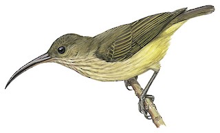 Arachnothera robusta armata