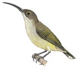 Pale Spiderhunter Illustration