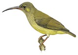 Yellow-eared Spiderhunter Illustration