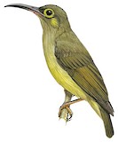 Spectacled Spiderhunter Illustration