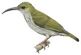 Bornean Spiderhunter Illustration