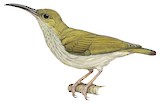 Grey-breasted Spiderhunter Illustration