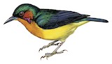 Ruby-cheeked Sunbird Illustration