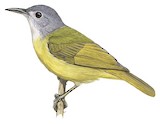 Grey-headed Sunbird Illustration