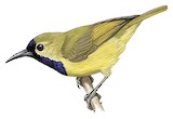 Plain-backed Sunbird Illustration