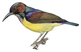 Grey-throated Sunbird Illustration