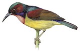 Red-throated Sunbird Illustration