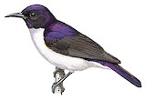 Western Violet-backed Sunbird Illustration