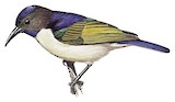 Uluguru Violet-backed Sunbird Illustration