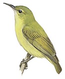 Little Green Sunbird Illustration