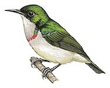 Banded Green Sunbird Illustration