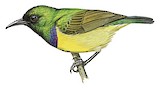 Collared Sunbird Illustration