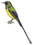 Pygmy Sunbird Illustration