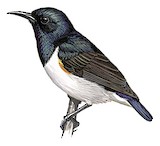 Amani Sunbird Illustration