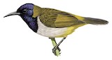 Reichenbach's Sunbird Illustration