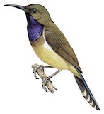 Principe Sunbird Illustration