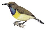 Newton's Sunbird Illustration