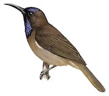 Blue-throated Brown Sunbird Illustration