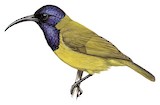 Cameroon Sunbird Illustration