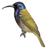 Blue-headed Sunbird Illustration