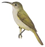 Olive Sunbird Illustration