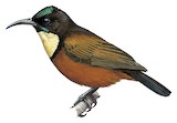 Buff-throated Sunbird Illustration