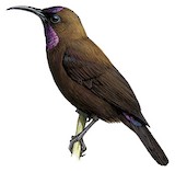 Carmelite Sunbird Illustration