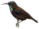 Green-throated Sunbird Illustration