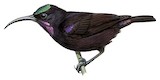 Amethyst Sunbird Illustration