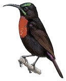 Hunter's Sunbird Illustration