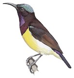 Purple-rumped Sunbird Illustration