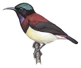 Crimson-backed Sunbird Illustration