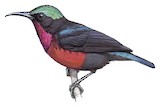 Van Hasselt's Sunbird Illustration